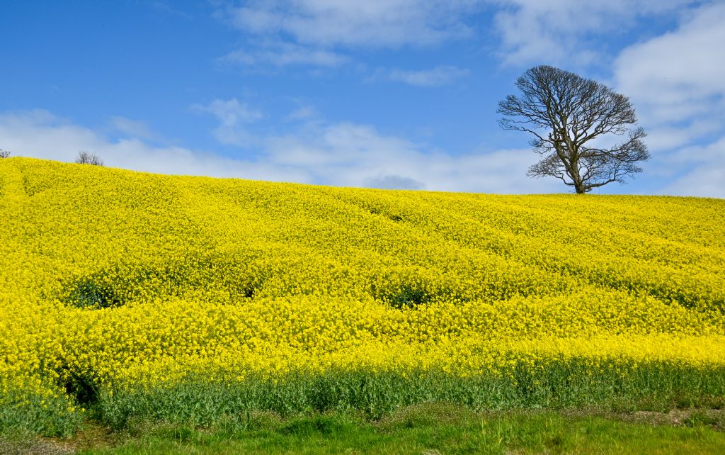 2 runner-up daphne ferguson bursting with springtime