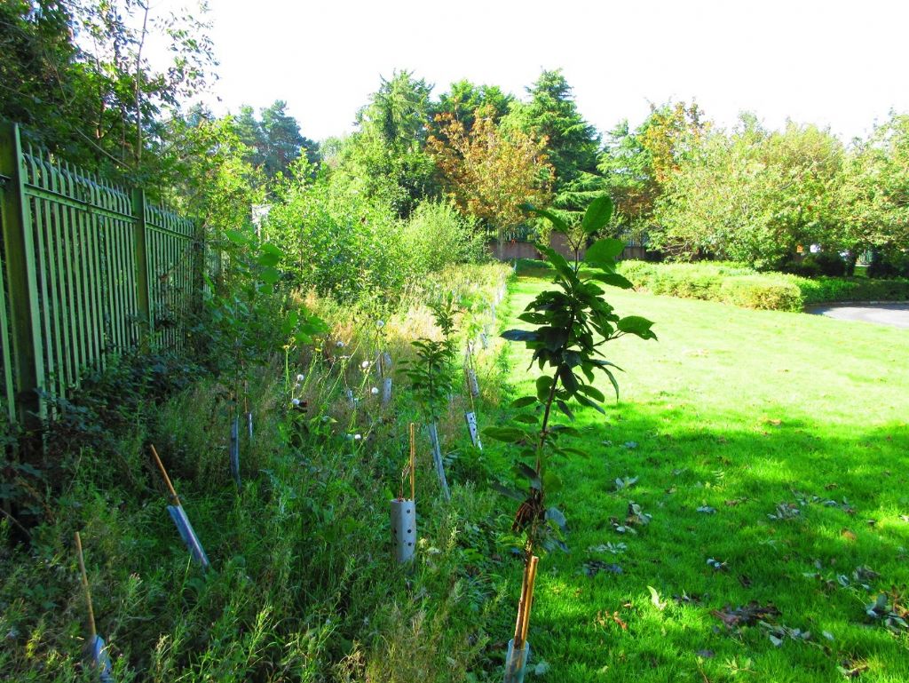 castlewellan forest park tree planting