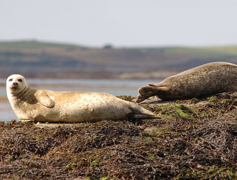 harbour seal on haul out
